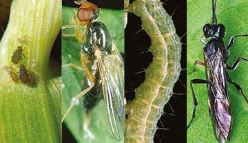 Encyclopaedia of pests and natural enemies